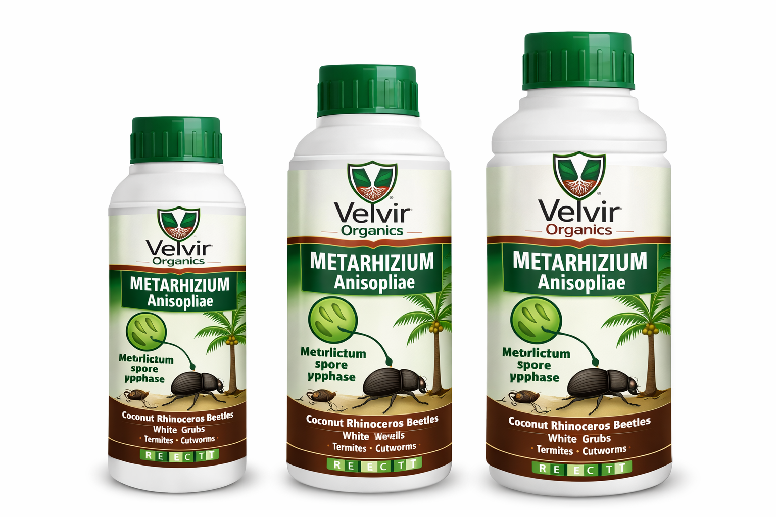 Metarhizium