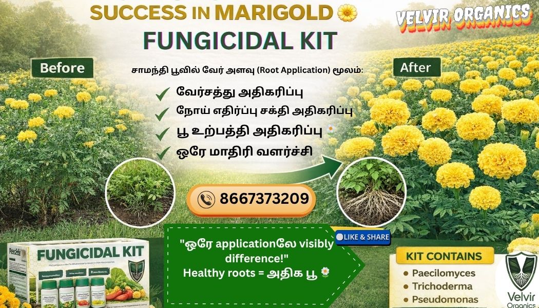 Fungicidal Kit ( Big )